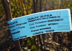 Per costituire nuovi frutteti e' importante l'impiego di sole piante certificate, esenti da organismi nocivi, prodotte con materiale di propagazione proveniente da Campi di Piante Madri sottoposti a continui controlli fitosanitari e di rispondenza varietale.