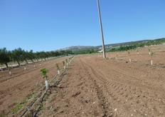 "Presso l'azienda "La Torrata" sono stati impiantati nell'estate (luglio) 2011 astoncini vegetanti di albicocco delle varieta' Tsunami*® e Big Red*® (impollinatore)."