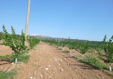 Nel corso di soli tre mesi (luglio-settembre) si e' avuto un forte sviluppo (vedi foto) della pianta (prevalentemente apparato radicale e tronco).