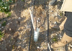 "In febbraio 2012, per favorire l'emissione di nuovi germogli, l'astone e' stato "ricapitozzato" a 60 cm dal suolo. La pianta sara' impalcata a partire da 30-40 cm dal suolo."