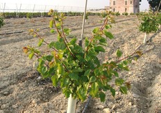 "Per effetto della "ricapitozzatura", dall'astone fuoriusciranno numerosi germogli laterali, alcuni dei quali andranno a costituire le future branche della pianta."