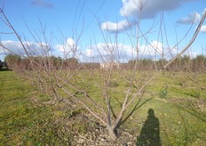 Come si presentera' la pianta al termine del primo ciclo vegetativo (inverno 2012).