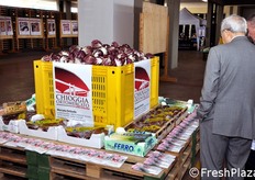 "Il radicchio rosso di Chioggia (anche detto "tondo" o "a palla") e' primo tra i radicchi italiani per superficie coltivata e quantita' di produzione, con il territorio di Chioggia che ne detiene il primato."