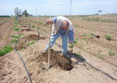 "Nel metapontino (MT), negli ultimi anni, i frutteti e gli agrumeti sono realizzati su "baula" o "letto di coltivazione rialzato", una pratica colturale diffusa in Spagna ("caballones")."