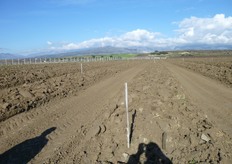 "Le "baule" posso essere realizzate con un aratro."