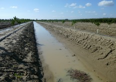 "La "baula", anche in condizioni di abbondanti precipitazioni piovose e di terreno asfittico, assicura all’apparato radicale della pianta un franco di coltivazione di almeno 30-50 cm di profondita'."