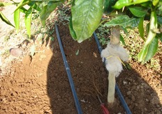 "La pratica della "non lavorazione", lungo la "baula", consente ai capillari radicali, che assolvono funzione di assorbimento dell'acqua e degli elementi nutritivi, di crescere e svilupparsi indisturbati in superficie."