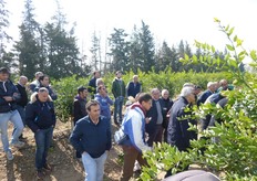"Agrumicoltori in visita presso l'impianto di mandarino ibrido triploide "Mandalate" dell’Az. Agr. "Casa Tesera - Motta" di Metaponto (MT)."