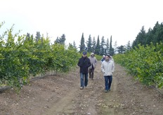 L'agrumeto e' stato realizzato nel luglio del 2010 su terreno baulato.
