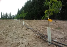 Gli schelters applicati al tronco (in foto), tipologia Fruit Wraps della Tubex®, proteggono le piante dall'azione fitotossica degli erbicidi.