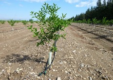 I tubolari autoavvolgenti in polipropilene, forniti in esclusiva, in Sud Italia, dai vivai CO.VI.L., possono essere applicati al tronco gia' in fase di impianto.