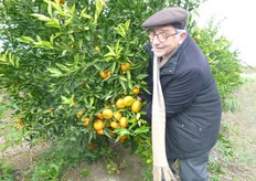 "Pianta di "Mandalate" in produzione al terzo anno, su portinnesto Citrange C35, presso l’Az. Agr. "S. Fara" dell'Ing. Nunzio Riccardi (in foto) a Metaponto (MT). La maggior parte della fruttificazione e' presente all'interno della chioma, protetta dalle basse temperature."
