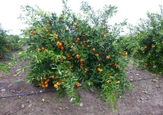 "Pianta di "Mandalate" in produzione al terzo anno, su portinnesto Citrange Carrizo."