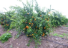"Pianta di "Mandalate", in produzione al terzo anno, su portinnesto C. Troyer."