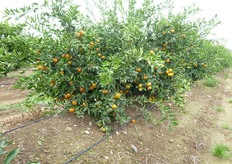 "Le due ali gocciolanti (passo gocciolatori inferiore a 50 cm), adagiate sulla "baula", consentono di localizzare e ottimizzare gli apporti idrici, degli elementi nutritivi, dei correttivi e degli ammendanti."