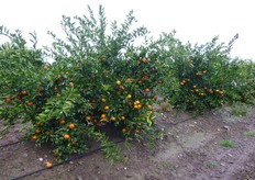 "L'impianto di "Mandalate" dell'Az. Agr. "S. Fara - Riccardi" (Metaponto - MT) e' realizzato con una densita' di circa 600 piante/ha, (sesto 5,0mx3,5m)."