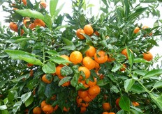 "Il "Mandalate" e' un mandarino ibrido triploide, ottenuto dall'incrocio del mandarino ibrido "Fortune" (2x) x mandarino "Avana" (4x) dal CRA-ACM di Acireale (CT)."