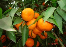 "Il mandarino ibrido triploide "Mandalate" risulta particolarmente interessante per il singolare aroma e sapore, gusto e fragranza di mandarino "Avana", assenza di semi (seedless), per la facile sbucciabilita' (easy to peel) e per il periodo di maturazione tardivo (febbraio-marzo)."