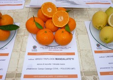 Gli ibridi triploidi sono caratterizzati dalla totale apirenia (assenza di semi) e dall'incapacita' di impollinare e generare semi nei frutti di altre piante, di mandarini e mandarino-simili, poste nelle vicinanze.