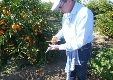 "frutti di "Mandalate" sono ricchi di succo (circa il 50% in peso)."