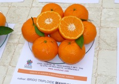 Il contenuto zuccherino dei frutti e' influenzato dalla gestione dell'impianto (nutrizione e potatura), dal portinnesto (i Citranges migliorano la qualita') e dall'eta' della pianta (su piante giovani e' ridotto).