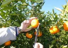 Il calibro medio del 90% dei frutti varia da 55 a 75 mm (diametro).