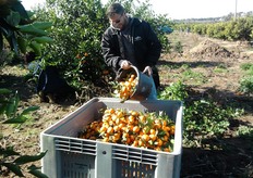 "Nel Metapontino (MT) la raccolta del "Mandalate" inizia dalla seconda meta' di febbraio e si protrae fino alla prima decade di marzo."