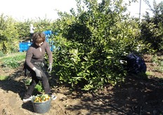 Molta attenzione deve essere posta nell'individuazione del momento piu' appropriato per iniziare la raccolta.