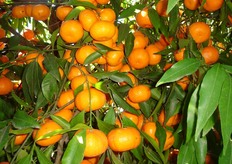 L'intensita' della colorazione della buccia non indica il grado di maturazione del frutto. La buccia si presenta di colore aranciato intenso gia' a partire da fine dicembre quando il succo possiede livelli di acidita' elevatissimi. Una raccolta eseguita in anticipo potrebbe essere la causa dell'insuccesso del prodotto sul mercato.