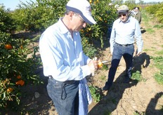 "Per individuare il momento piu' appropriato per la raccolta dei frutti del "Mandalate" occorre fare riferimento all'Indice Rifrattometrico del succo, che deve raggiungere almeno 12-14 gradi Brix e, soprattutto, al livello di acidita' che non deve superare 1,2-1,5%. E' consigliabile ricorrere anche ad esami strumentali."