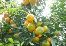 Per ottenere, al momento della raccolta, un frutto con una buona consistenza e un aspetto fresco e' consigliabile impiegare, per via fogliare, prodotti ritardanti la senescenza della buccia a partire dallo stadio di invaiatura (vedi foto).