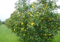 "Pianta dell'ecotipo limone di "Rocca Imperiale". I limoni prodotti a Rocca Imperiale sono caratterizzati da un flavedo ricco di oli essenziali, aroma e profumo forte e intenso e un elevato contenuto di limonene (70 % sul totale degli idrocarburi terpenici)."