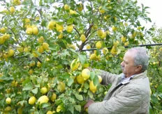 Il limone prodotto a Rocca Imperiale, per le sue innumerevoli peculiarita', ha di recente ottenuto l'Indicazione Geografica Protetta (IGP).