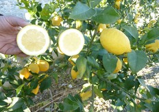 "Il clone "Favale" (in foto), selezionato dal Consorzio Vivaisti Lucani, e' privo di semi e si raccoglie nel periodo tardivo, tra marzo e maggio."