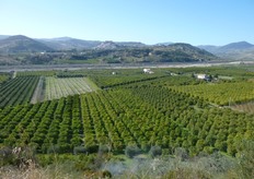 "Dagli altipiani di Rocca Imperiale si scorge il suggestivo panorama della c.da "Colfari" quasi completamente occupata da limoneti. Sullo sfondo si intravede, arroccato, il castello federiciano (risalente al XIII secolo) del centro abitato calabrese."