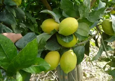 "Il clone "Colfari" (in foto) del limone di Rocca Imperiale, selezionato dal Consorzio Vivaisti Lucani, si raccoglie a partire da gennaio."
