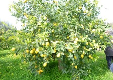 "Piante del limone di Rocca Imperiale clone "Colfari"."