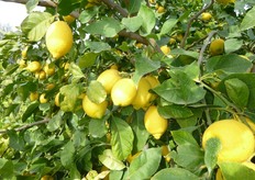 "Il clone "Lauretta" (in foto) si raccoglie a partire da meta' novembre."