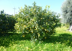 "Piante del limone di Rocca Imperiale clone "Lauretta"."