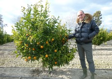 "Impianto, al secondo anno, di clementine "Tardivo" clone "Catania", su portinnesto Citrange Carrizo, prossimo alla raccolta (inizio febbraio), presso l'Az. Agr. di Vincenzo Trancredi (in foto) in agro di Sibari (CS)."