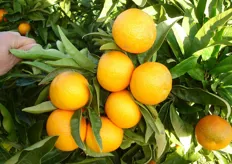 "Il Clementine "Tardivo" clone "Catania" deriva da una mutazione gemmaria spontanea di clementine "Comune". Questa selezione e' stata individuata dal Dipartimento di Ortofloroarboricoltura e Tecnologie Agroalimentari dell'Universita' di Catania."