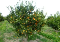 "La pianta del Clementine "Tardivo" presenta un habitus vegetativo espanso e vigoria media."