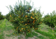 "La pianta del Clementine "Tardivo" presenta un habitus vegetativo espanso e vigoria media."