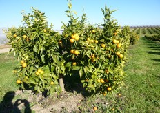 "Le foglie sono di dimensioni maggiori di quelle del clementine "Comune" ma di colore verde meno intenso."