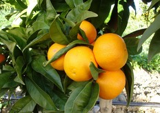 "Il periodo di maturazione del Clementine "Tardivo" e' compreso tra fine gennaio e inizio febbraio. Complessivamente la selezione e' interessante perche' puo' essere proposta al mercato, in una fase molto tardiva, quando le altre clementine ("Comune", "Nour" e "Hernandina") sono ultimate."