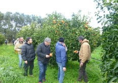 Presso il Centro sono collezionate diverse selezioni, cultivar e ibridi di agrumi a maturazione precoce e tardiva, alcune delle quali ancora in fase di valutazione, su diverse combinazioni di portinnesti.