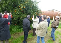 Presso l'Azienda Sperimentale di Mirto (CS), sono collezionati molti mandarini ibridi triploidi provenienti dall'Istituto di Agrumicoltura del CRA-ACM di Acireale (CT).