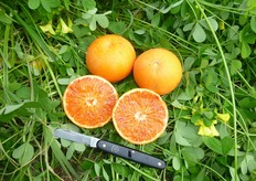 "I frutti di "Mandared" raggiungono un buon livello di pigmentazione della polpa nel periodo compreso tra gennaio e febbraio."