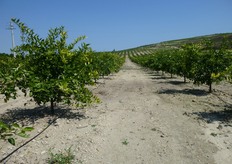 "La pianta di "Mandared" presenta un habitus vegetativo assurgente-espanso."