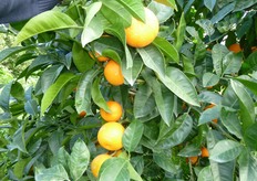 "Le foglie del "Mandared" sono di forma ellittica con apice appuntito, picciolo di lunghezza media con alette poco sviluppate, simili a quelle del tarocco."